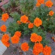 ヒメ日記 2025/10/15 16:55 投稿 高瀬 人妻楼 熊谷店