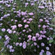 ヒメ日記 2025/10/15 17:31 投稿 高瀬 人妻楼 熊谷店