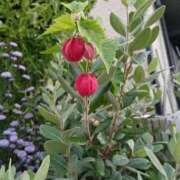 ヒメ日記 2025/10/18 22:23 投稿 高瀬 人妻楼 熊谷店