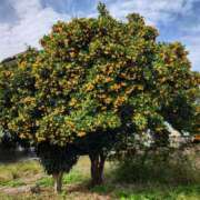 ヒメ日記 2025/11/13 17:57 投稿 高瀬 人妻楼 熊谷店