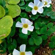 ヒメ日記 2025/11/15 11:15 投稿 高瀬 人妻楼 熊谷店