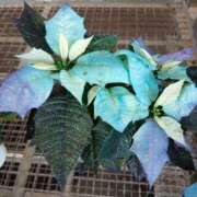 ヒメ日記 2025/11/26 16:52 投稿 高瀬 人妻楼 熊谷店