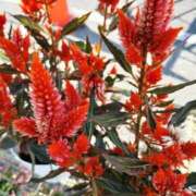 ヒメ日記 2025/11/26 19:01 投稿 高瀬 人妻楼 熊谷店