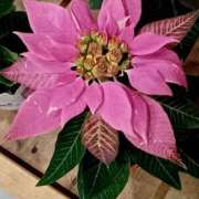 高瀬 こんばんはー(^∇^*)ﾉﾟ･:* 人妻楼 熊谷店