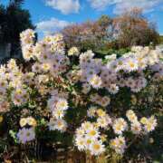 高瀬 こんばんは✿·͜·ᰔ 人妻楼 熊谷店