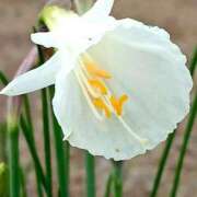 高瀬 ペチコート水仙 人妻楼 熊谷店