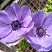 ヒメ日記 2026/01/17 18:41 投稿 高瀬 人妻楼 熊谷店