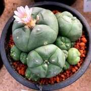 ヒメ日記 2026/01/23 19:15 投稿 高瀬 人妻楼 熊谷店