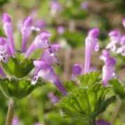 ヒメ日記 2026/02/17 15:25 投稿 高瀬 人妻楼 熊谷店