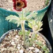 ヒメ日記 2026/03/04 16:02 投稿 高瀬 人妻楼 熊谷店