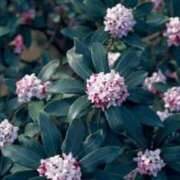 ヒメ日記 2026/03/11 18:05 投稿 高瀬 人妻楼 熊谷店