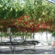 ヒメ日記 2026/03/24 19:25 投稿 高瀬 人妻楼 熊谷店