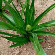 ヒメ日記 2026/04/15 16:39 投稿 高瀬 人妻楼 熊谷店