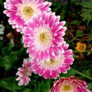 ヒメ日記 2026/04/24 17:00 投稿 高瀬 人妻楼 熊谷店