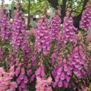 ヒメ日記 2026/05/08 16:45 投稿 高瀬 人妻楼 熊谷店