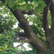 ヒメ日記 2026/05/26 06:56 投稿 高瀬 人妻楼 熊谷店