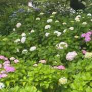 ヒメ日記 2026/06/22 16:54 投稿 高瀬 人妻楼 熊谷店