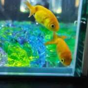 ヒメ日記 2026/09/06 04:45 投稿 ねお【業界未経験】 茨城水戸ちゃんこ