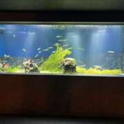花穂/かほ 池袋サンシャイン水族館でいちばん好きな水槽🐟🩷 ANEJE～アネージュ池袋～(ユメオト)