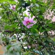 ヒメ日記 2026/07/03 09:27 投稿 すいれん 小岩人妻花壇