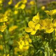 ヒメ日記 2026/04/25 12:02 投稿 千尋(ちひろ)♥私だけを見て？ 美魔女コレクション