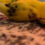 ヒメ日記 2026/04/25 19:19 投稿 りりな 西船人妻花壇