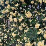 ヒメ日記 2026/04/29 00:38 投稿 ひまり 高津角えび