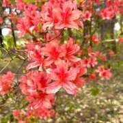 ヒメ日記 2026/04/30 08:18 投稿 みなみ 奥様メモリアル