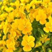 ヒメ日記 2026/06/05 09:03 投稿 みなみ 奥様メモリアル