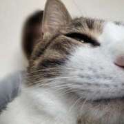 みなみ のんびり🐱 奥様メモリアル