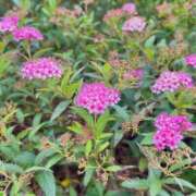 ヒメ日記 2026/10/06 07:32 投稿 みなみ 奥様メモリアル