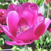 ヒメ日記 2026/04/23 18:54 投稿 みお 熟女デリヘル倶楽部