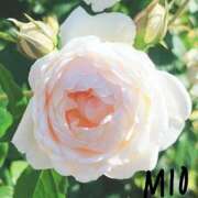 みお 御予約のM様 熟女デリヘル倶楽部