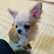 ヒメ日記 2026/04/26 10:35 投稿 長島かなめ 人妻家久喜