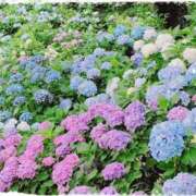 ヒメ日記 2026/06/10 10:20 投稿 さら 奥鉄オクテツ神奈川店（デリヘル市場グループ）