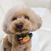 ヒメ日記 2026/04/28 18:44 投稿 ゆめみ あるまぎ！