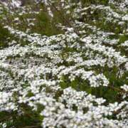 ヒメ日記 2026/04/28 20:18 投稿 新人りの 奥様メモリアル