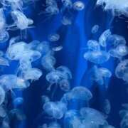 ヒメ日記 2026/07/07 10:19 投稿 御影 つばき キングアンドクイーン