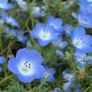 ヒメ日記 2026/04/29 00:01 投稿 さえ ラブ＆ナース