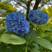 ヒメ日記 2026/06/19 07:08 投稿 華【はな】 キラキラ大阪