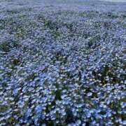 ヒメ日記 2026/04/30 20:03 投稿 小川 すみれ プルプルハウス