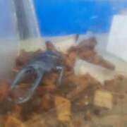 ヒメ日記 2026/06/05 08:27 投稿 青山 てるみ こあくまな熟女たち豊橋店（KOAKUMAグループ）