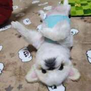 白石（しらいし） ワンコ🐶🏠 熟女の風俗最終章 大宮店