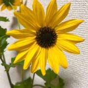 ヒメ日記 2026/07/01 19:13 投稿 りさ 大高・大府市・東海市ちゃんこ
