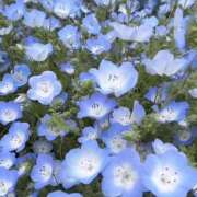 ヒメ日記 2026/04/27 08:00 投稿 まい ハニープラザ（ユメオト）