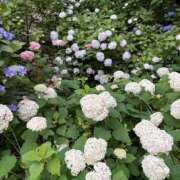 ヒメ日記 2026/06/24 14:58 投稿 わかな【Ｍ】 乱密