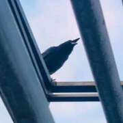 ヒメ日記 2026/06/30 07:48 投稿 ゆの 素人妻達☆マイふぇらレディー