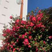 ヒメ日記 2025/01/29 02:51 投稿 入江 品川やすらぎ