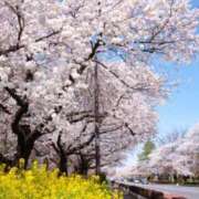 入江 4/4(土)投稿の写真の答え✨🌸 品川やすらぎ