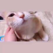 ヒメ日記 2026/06/22 22:12 投稿 ありす 久喜鷲宮ちゃんこ